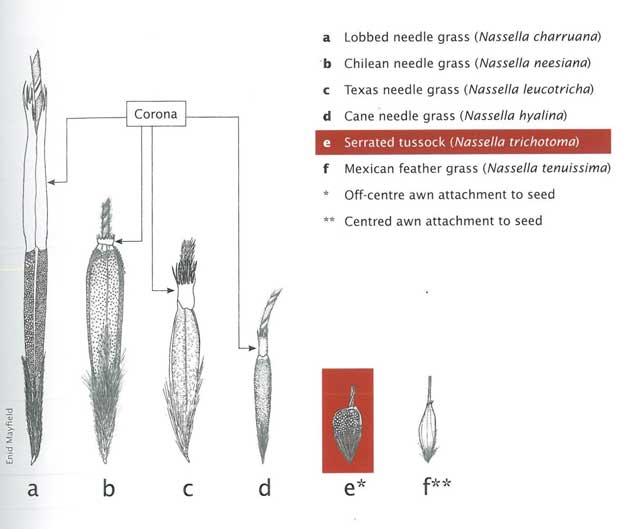 Nassella species can be differentiated clearly through their seed heads. Source: Enid Mayfield  (Serrated Tussock Best Practice Manual).