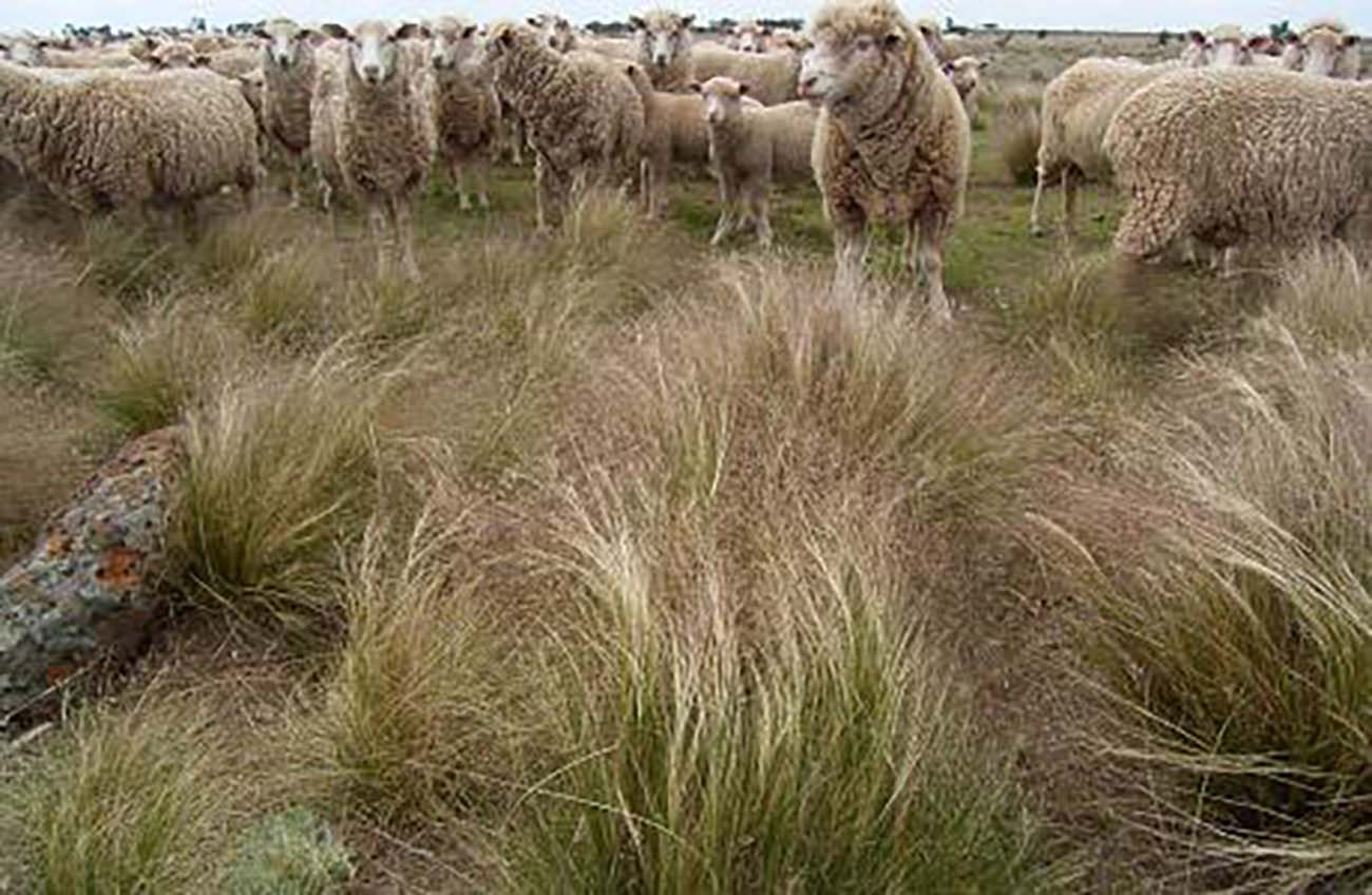Serrated tussock infestations will reduce the carrying capacity of the pasture - Source: DEPI Victoria 