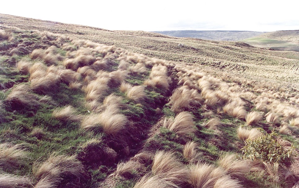 P4G Serrated Tussock site